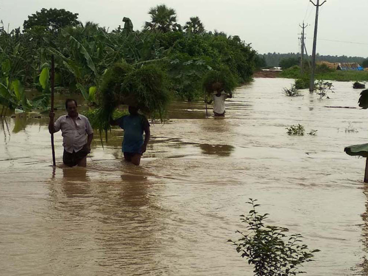 Heavy rains in konaseema districts photos22