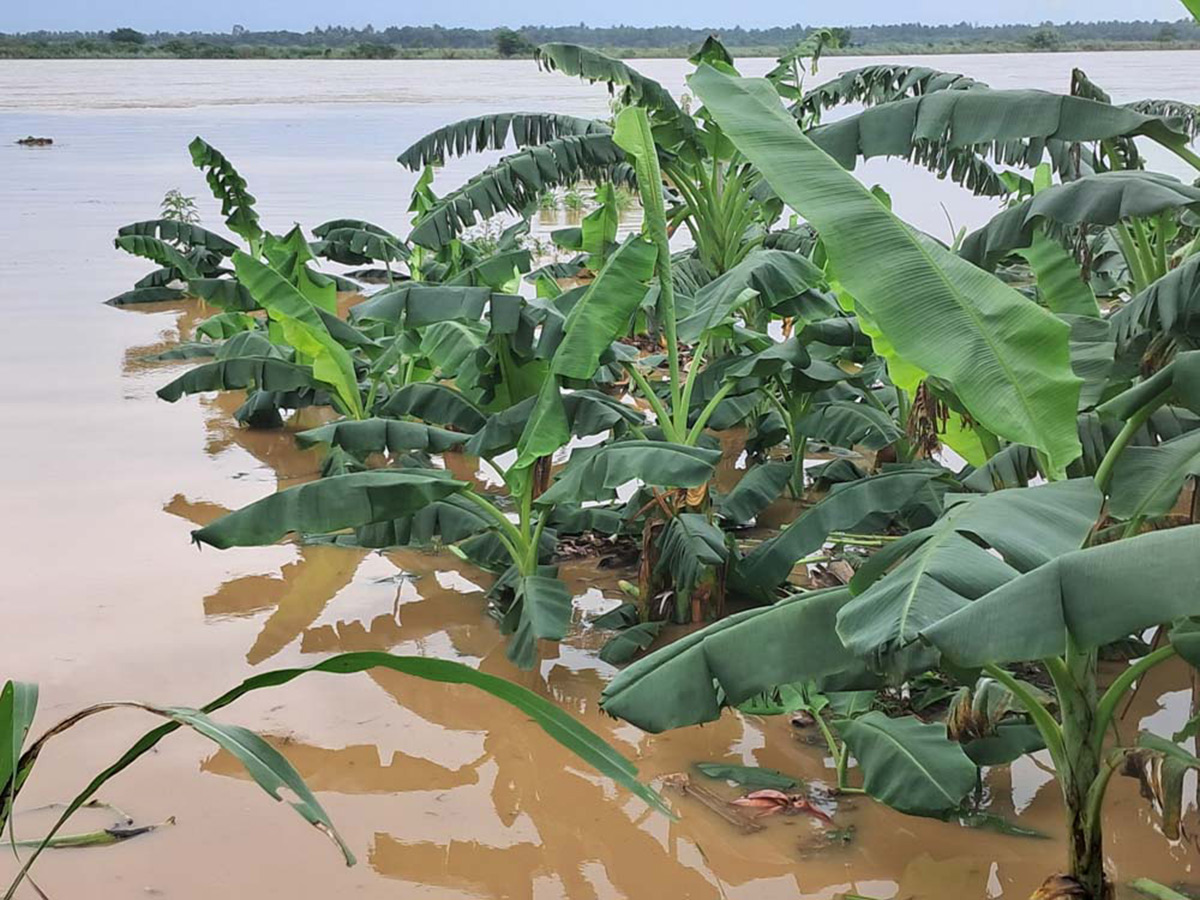 Heavy rains in konaseema districts photos5