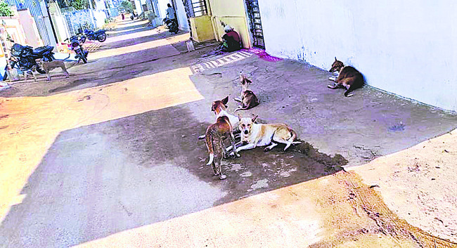 భయపెడుతున్న గ్రామ సింహాలు 1