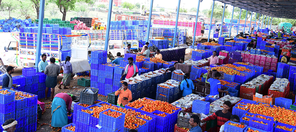 Angry farmers throw tomatoes on roadside at Anantapur: Photos11