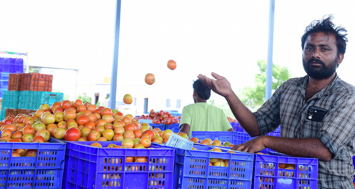 Angry farmers throw tomatoes on roadside at Anantapur: Photos12