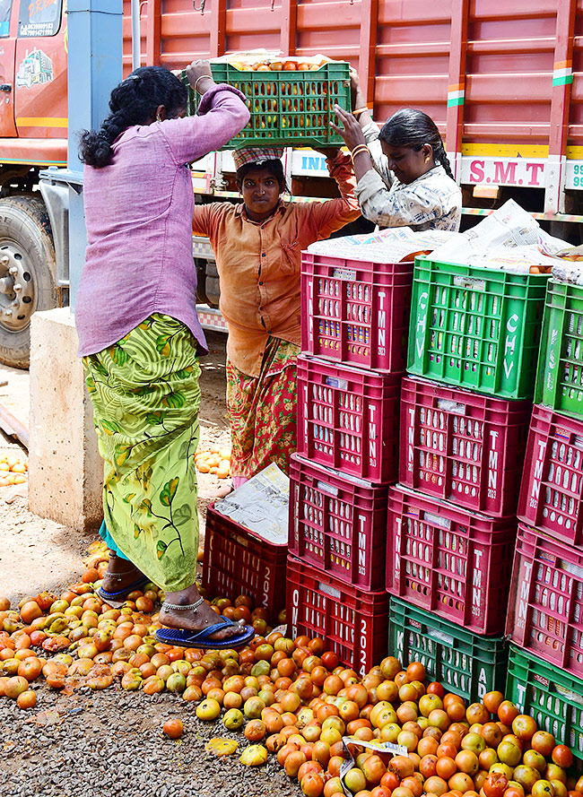Angry farmers throw tomatoes on roadside at Anantapur: Photos17