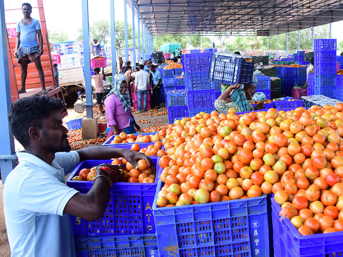 Angry farmers throw tomatoes on roadside at Anantapur: Photos18