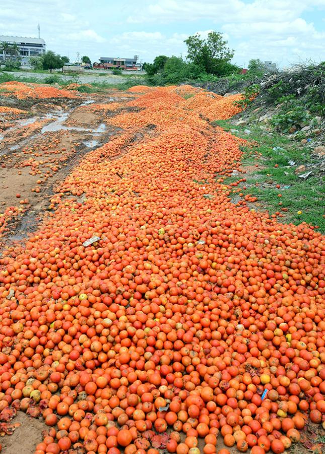 Angry farmers throw tomatoes on roadside at Anantapur: Photos2
