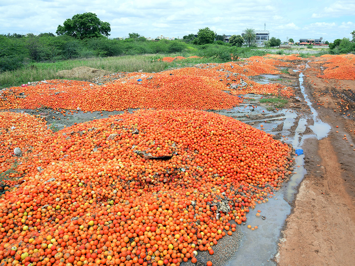 Angry farmers throw tomatoes on roadside at Anantapur: Photos4