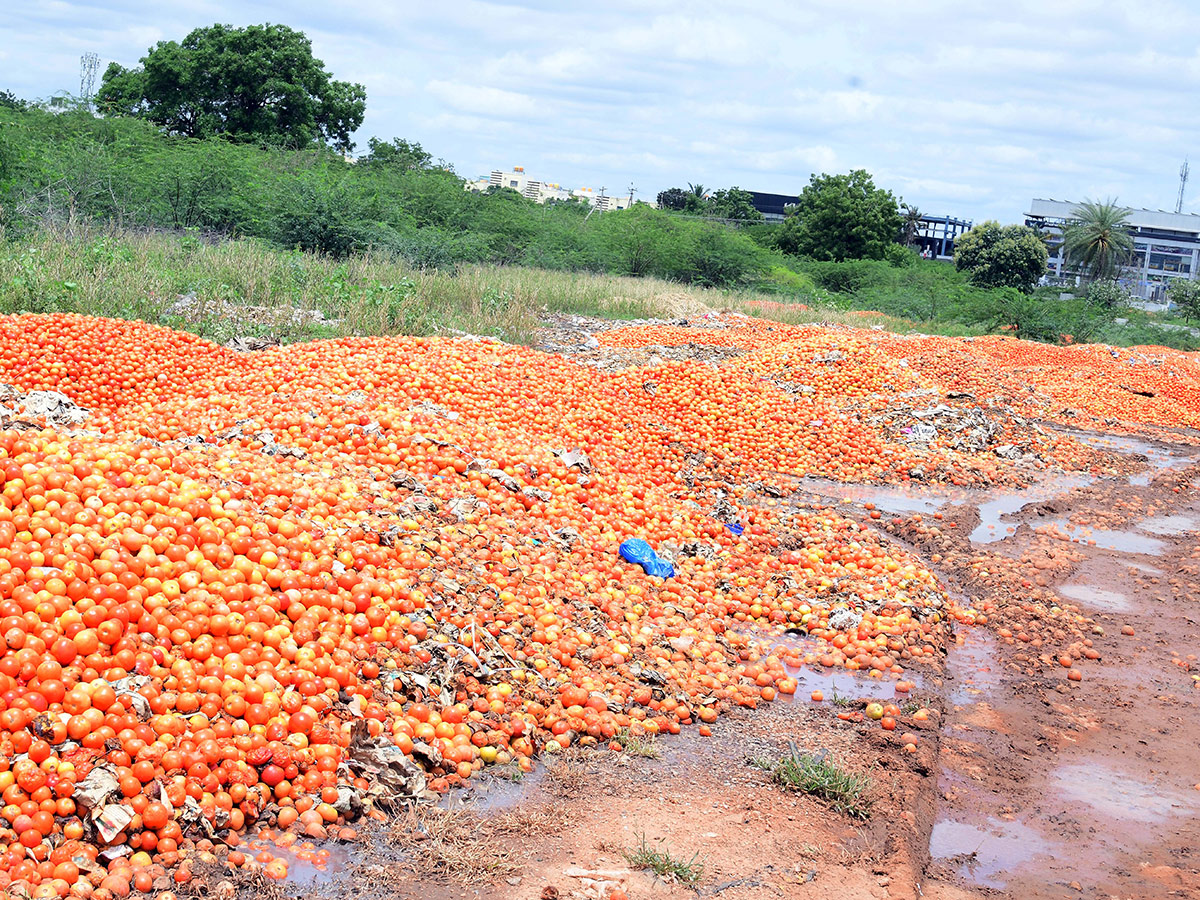 Angry farmers throw tomatoes on roadside at Anantapur: Photos5