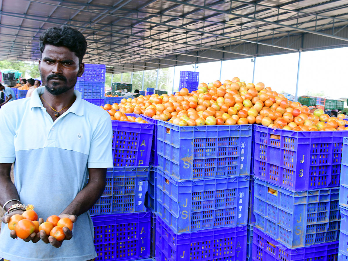 Angry farmers throw tomatoes on roadside at Anantapur: Photos8