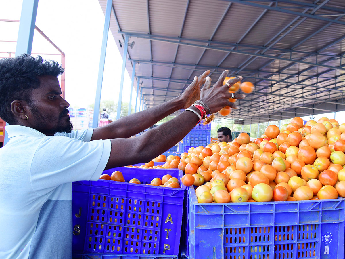 Angry farmers throw tomatoes on roadside at Anantapur: Photos9