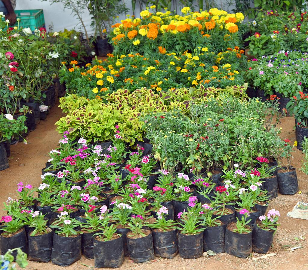 Grand Nursery Mela 2024 Hyderabad Photos13