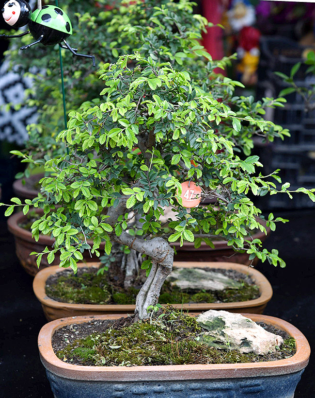 Grand Nursery Mela 2024 Hyderabad Photos19