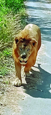 భీమ అమావాస్య పూజలు 2