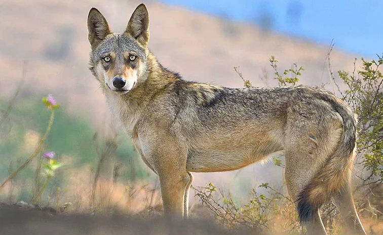 Did You Know Once Wolves Killed Human More Than Tigers In India 7