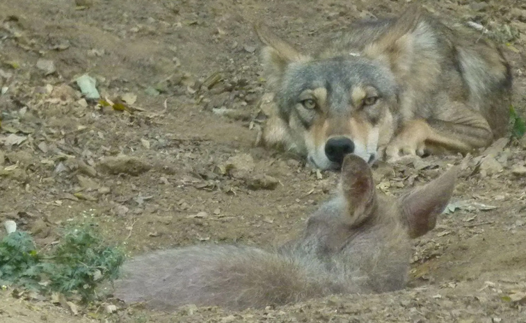 Did You Know Once Wolves Killed Human More Than Tigers In India 10