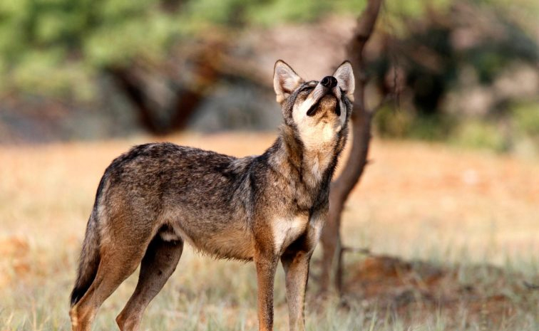 Did You Know Once Wolves Killed Human More Than Tigers In India 13