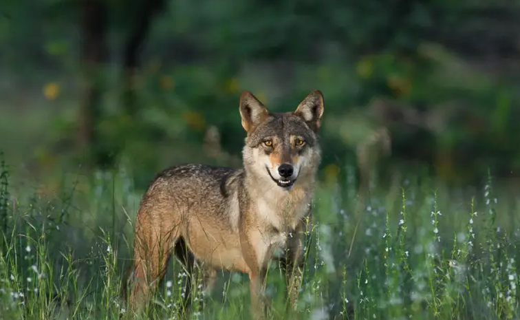 Did You Know Once Wolves Killed Human More Than Tigers In India 9