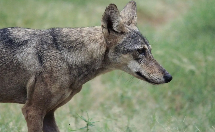 Did You Know Once Wolves Killed Human More Than Tigers In India 5