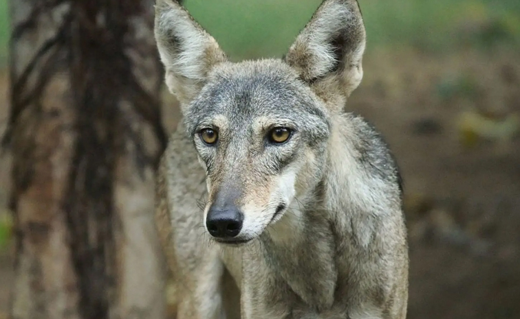Did You Know Once Wolves Killed Human More Than Tigers In India 4