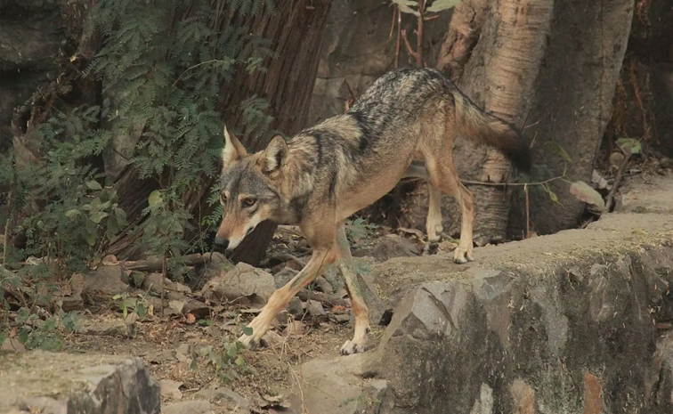 Did You Know Once Wolves Killed Human More Than Tigers In India 3