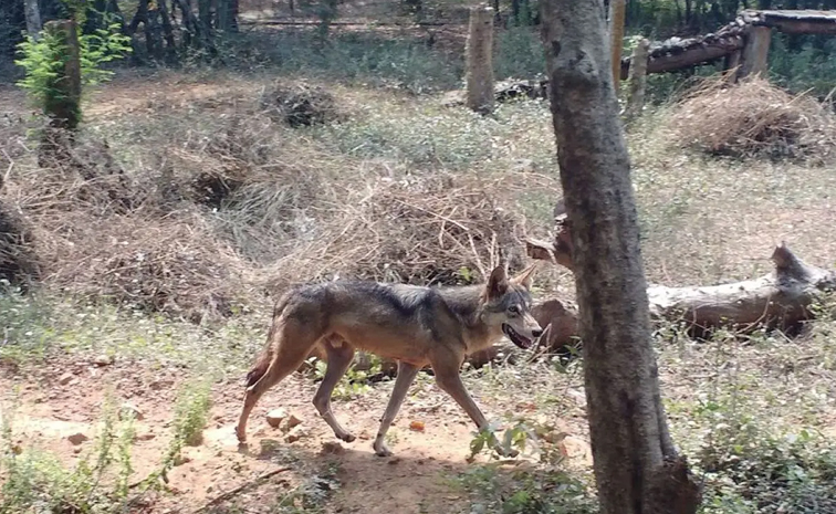 Did You Know Once Wolves Killed Human More Than Tigers In India 11