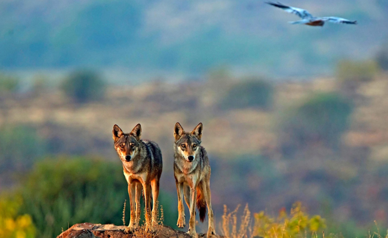 Did You Know Once Wolves Killed Human More Than Tigers In India 1