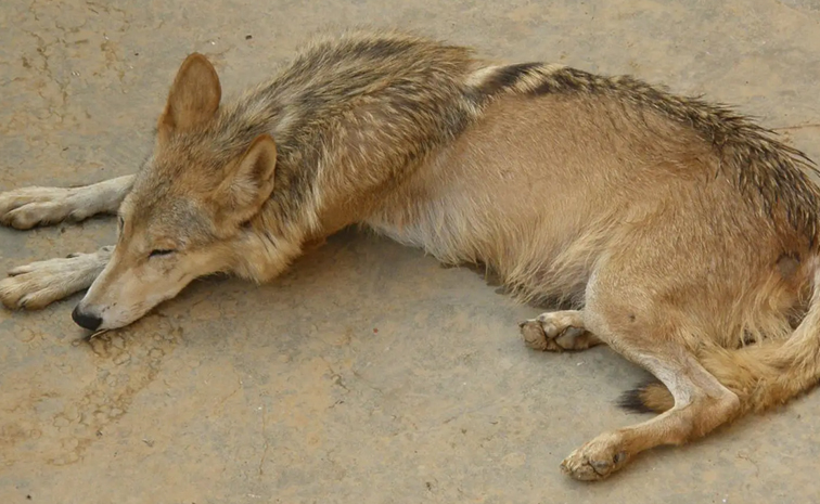 Did You Know Once Wolves Killed Human More Than Tigers In India 8