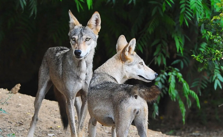 Did You Know Once Wolves Killed Human More Than Tigers In India 12