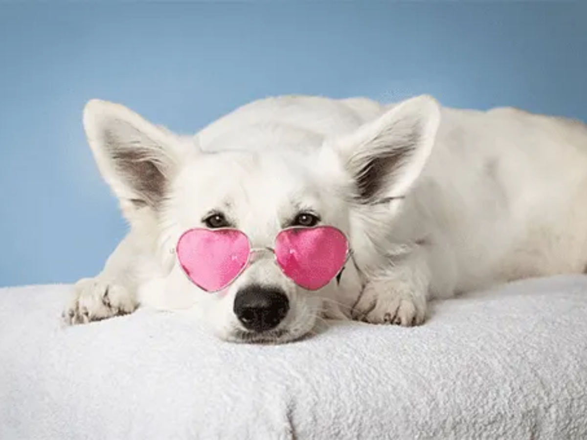 Pets Spa Parlour And Grooming Services At Hyderabad2