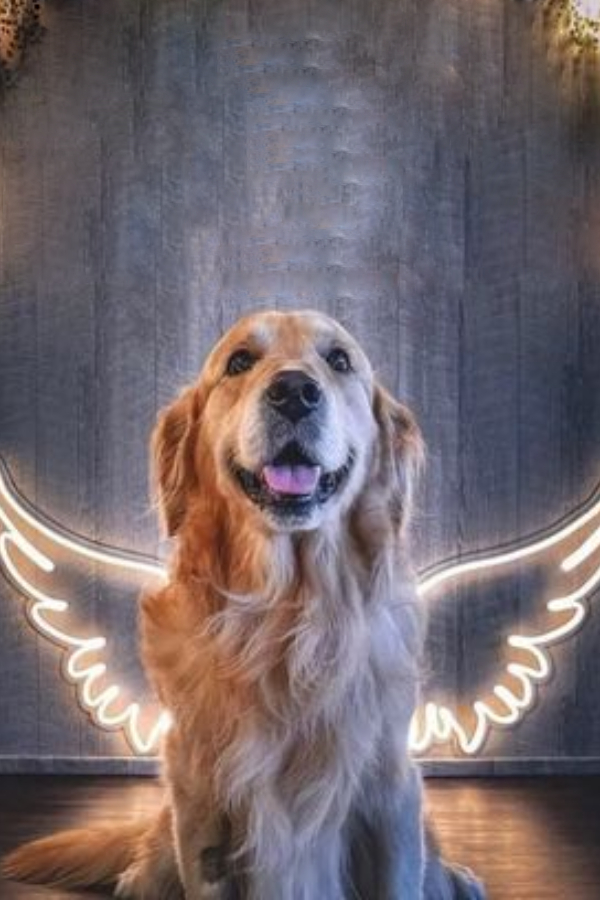 Pets Spa Parlour And Grooming Services At Hyderabad11