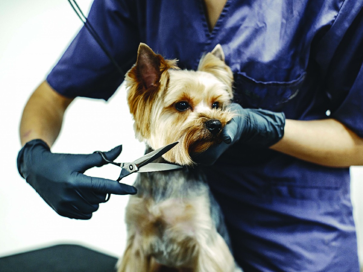 Pets Spa Parlour And Grooming Services At Hyderabad4