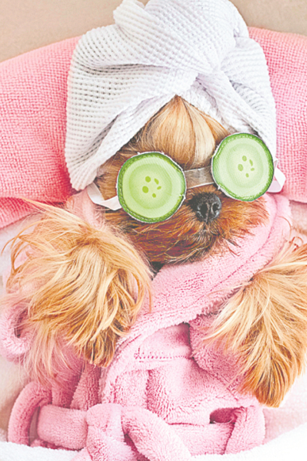 Pets Spa Parlour And Grooming Services At Hyderabad7