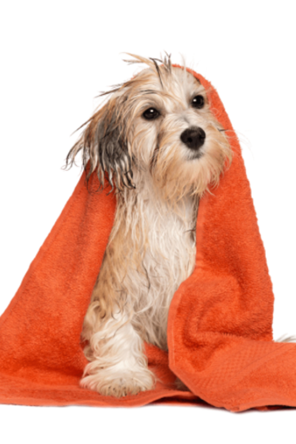 Pets Spa Parlour And Grooming Services At Hyderabad8