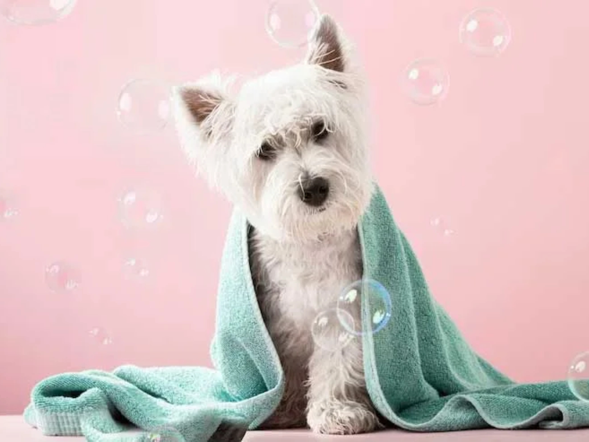 Pets Spa Parlour And Grooming Services At Hyderabad9