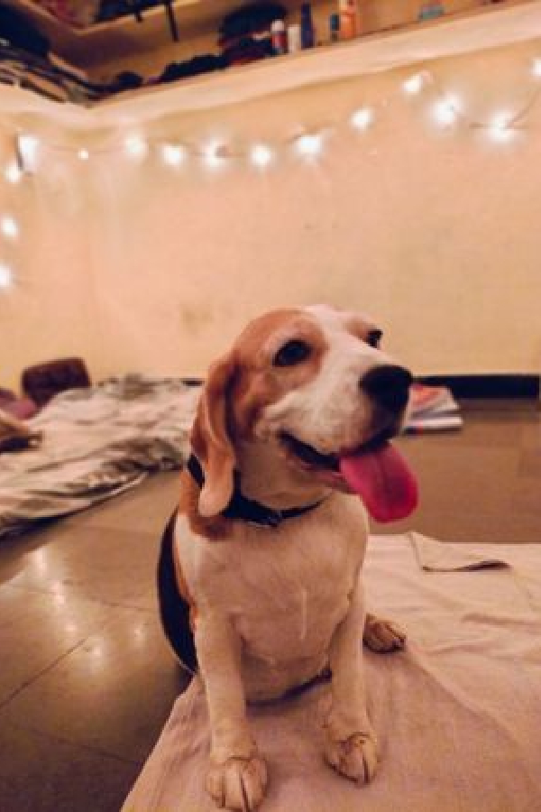 Pets Spa Parlour And Grooming Services At Hyderabad10
