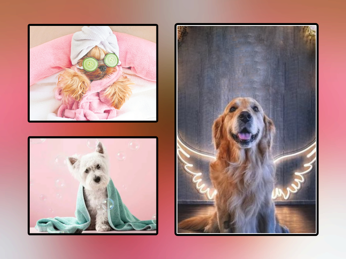 Pets Spa Parlour And Grooming Services At Hyderabad1