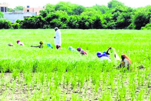 ఆయకట్టుకు అందని నీరు.. ఎండుతున్న వరి పైరు1