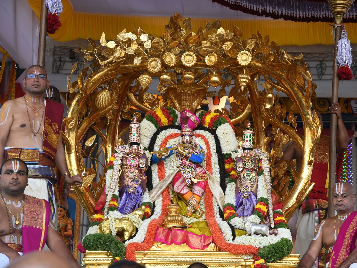 Kalpavriksha Vahana Seva Tirumala Brahmotsavam Day 48