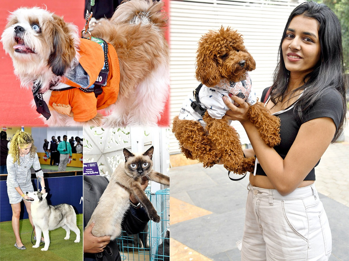 Pedigree Pro HyCan 20 24:  Grand Pet Show cats and dogs Photos1