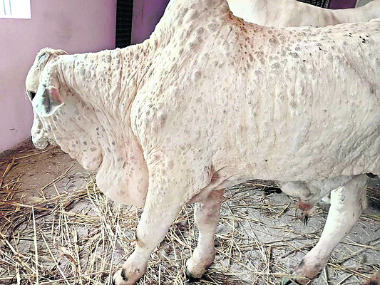 గోవు ఘోష పట్టదా..? 1