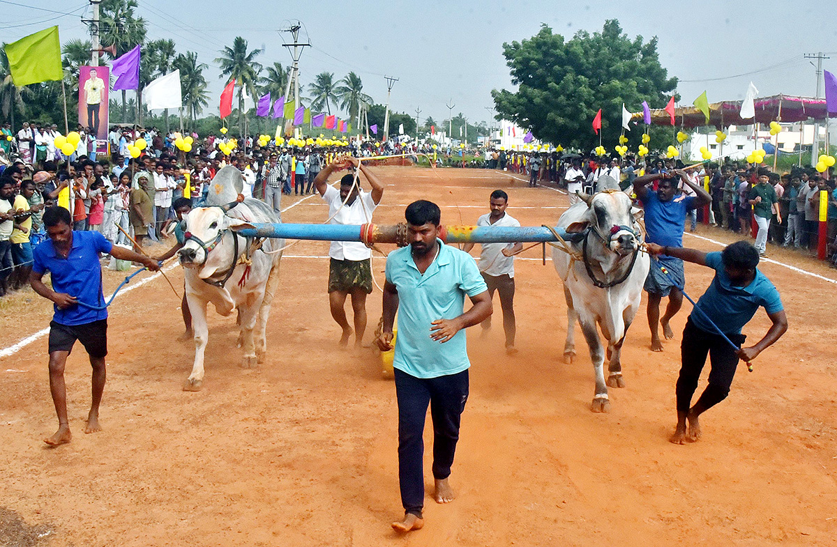 Sankranti 2025 : Bull Race in Nellore District Photos Goes Viral1