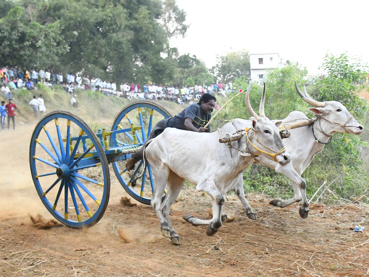 Bull Race in Chowduvada village Anakapalle district1