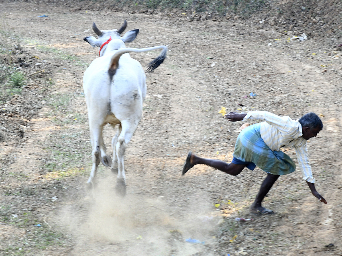 Bull Race in Chowduvada village Anakapalle district13