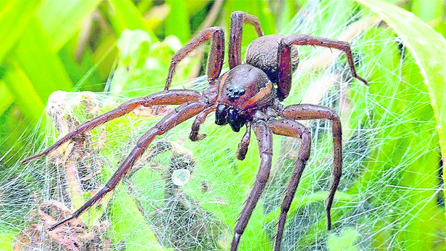 మిత్రుల అంకురం.. రైతులకు సంబరం 2