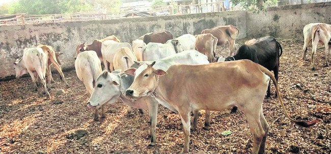 గోవుల అక్రమ రవాణా అడ్డగింత 1