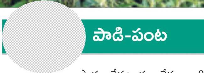 నువ్వులు.. రైతన్న మోములో నవ్వులు 1