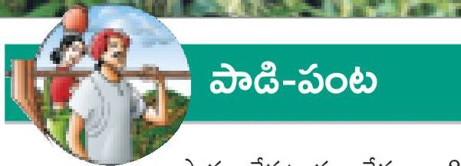 నువ్వులు.. రైతన్న మోములో నవ్వులు 1