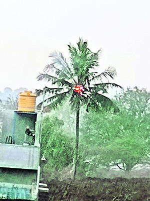 కొబ్బరిచెట్టుపై పిడుగు 1
