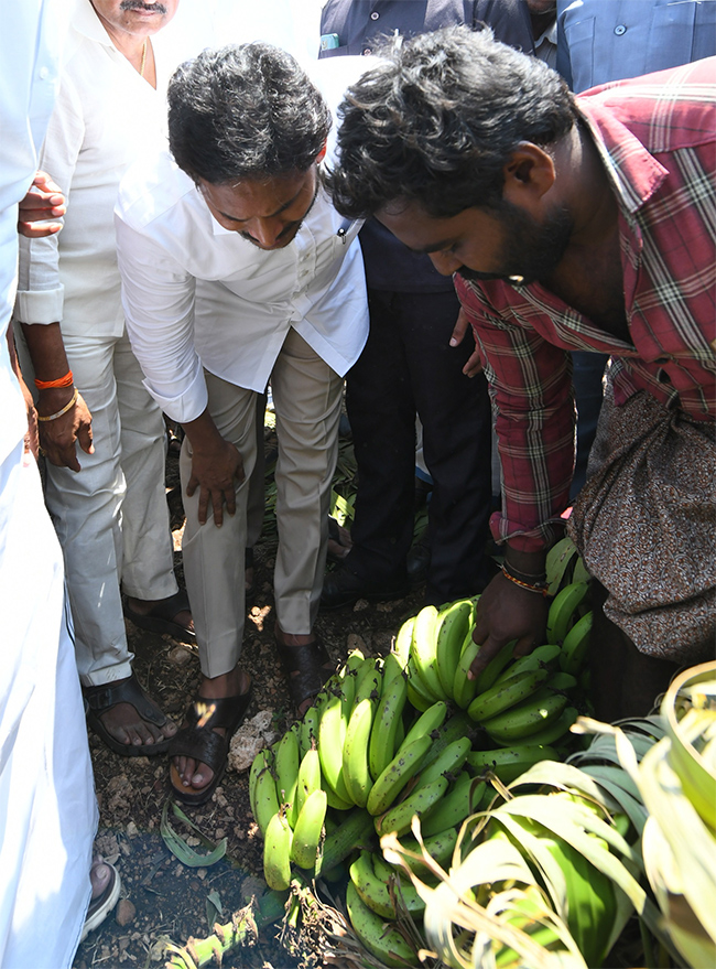 YS Jagan Support Farmers Pulivendula Photos30