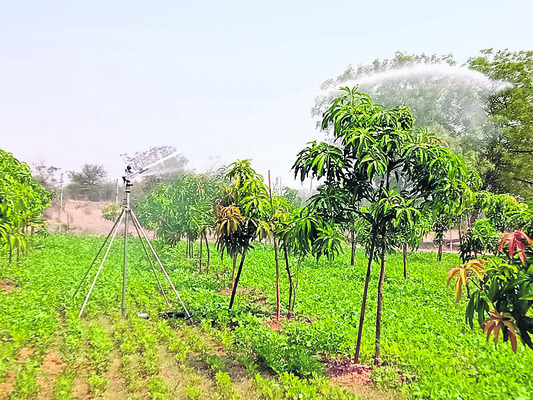 సేంద్రియ పద్ధతిలో విభిన్న పంటల సాగు3