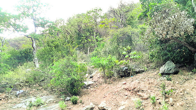 వన్యప్రాణుల గొంతెండుతోంది 1