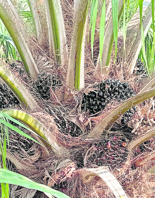 ఆయిల్‌పామ్‌ వైపు మెట్ట రైతులు1